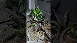 MY POCKET GARDEN AT NIGHT #shortsfeed #trendingshorts #gardening #hobby #gardenideas #shortsviral