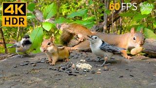 Cat TV for Cats to Watch  Cute Chipmunks, Birds, Squirrels  Nature Fun 4K HDR 60FPS