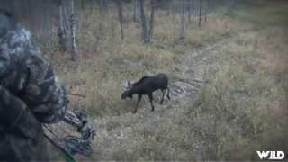 Hunting Moose with Bow in Alberta Part 2