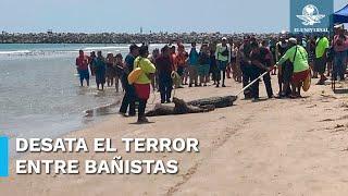 Capturan a enorme cocodrilo en playa de Tamaulipas