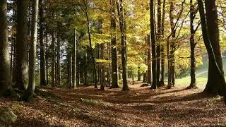 Leaves Falling in Autumn / Rustling Tree Leaves and Gentle Wind