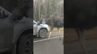 На Тургиновском шоссе недалеко от деревни Губино на трассу к машинам вышел лось