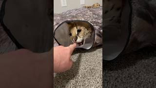 Serval bites a finger #serval #cat #servalpet #shorts