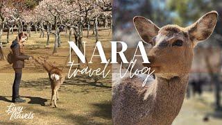  Feeding Deer in Nara Park | Japan Travel Vlog