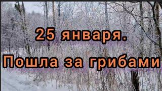 25 января. Пошла за грибами. И вот, что нашла!