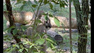 Homosassa Springs Wildlife State Park