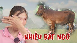 ( 1304 ) Nhà hảo tâm tặng bò là ai ? Quý vị xem hết video nhé. Có bất ngờ thứ 2 cuối video.