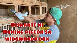 LOFT VISIT PART 2 KAY HOMING PIGEON TV- LLOYD DUMLAO |Reggie Cruz Loft & Aviary #reggiecruzloft