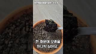 앉은뱅이방울토마토 키우기, 80일간 성장일기