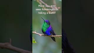 Ever seen #hummingbirds taking a bath? Rancho Naturalista in Costa Rica #puravida