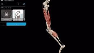 Muscle Premium | Knee Flexion