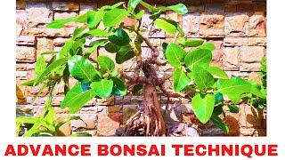 Advance Bonsai Technique to Grow Fast