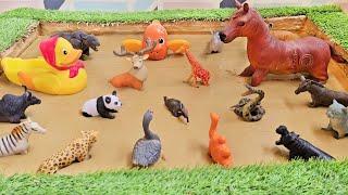 The Best Way to Rescue Domestic Pet and Zoo Animals From the Mud!