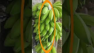 Picking Bananas from banana Trees #Shorts