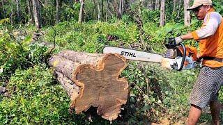 Die leistungsstärkste Kettensäge der Welt STIHL MS 881 - schneidet trockene Teakbäume