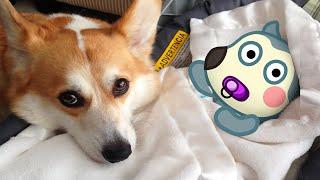 Baby Wolfoo vs Puppy Dog Animation | Wolfoo in Real Life | Funniest Cats And Dog - Woa Doodland