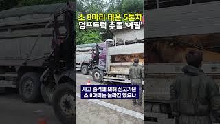 화물차 추돌사고… 소들까지 ‘충격’ 받았지만 무사