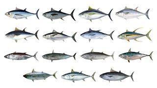 Tuna Fish Species | Types Of Tuna | In English