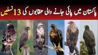 Wild Eagles of Pakistan | 13 Most Beautiful Eagles Found in Pakistan | Wildlife of Pakistan