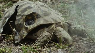 Robot Spy Tortoise gets Squashed by Elephant