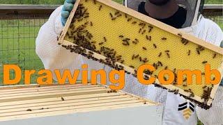 BEEKEEPING: Tips & Tricks for Drawing Comb