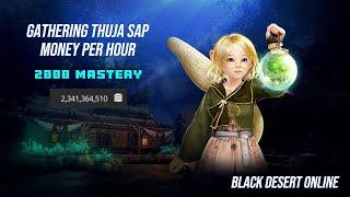 [BDO] Gathering - Thuja Sap - 2000 Mastery - Money Per Hour - 2024