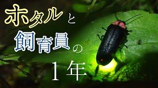 ホタルと飼育員の１年【足立区生物園】