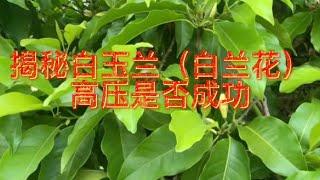 揭秘白玉兰（白兰花)高压是否成功