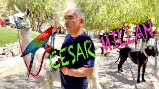 Tour Cesar Millán’s Dog Psychology Center and Why I'm a Bad Dog Mom