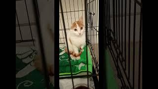 Сочи АкваЛоо кошкин дом