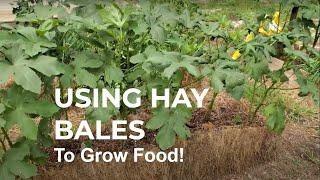 HOW TO use HAY BALES to grow FOOD!