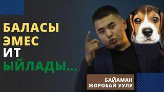 Баласы эмес ИТ ыйлады… | Байаман Жоробай уулу