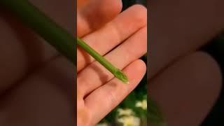 ГОРТЕНЗИЯ и ЖАСМИН КАК УКОРЕНИТЬ ЧЕРЕНКИ #просто #plant #flowerplant #flower