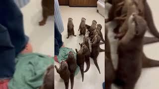 Otter family line up for fish |Adorable Otters|Cute Otter