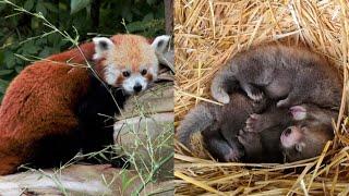 Endangered Red Panda Cubs Born in UK