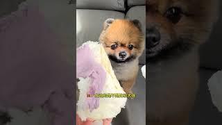 No little Pomeranian can escape the temptation of sweets. Cute pet. Dog. Pomeranian. When you ha