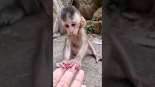 Daily update cute baby monkey and good mom #shorts