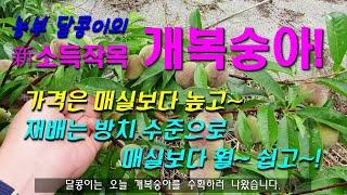 #개복숭아 - 방치 수준의 쉬운재배!! 매실보다 높은 판매가격!! 새로운 소득작목 돌복숭아!
