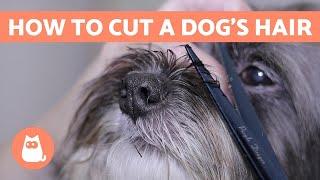 How to Cut a Dog's Hair?  BASIC GROOMING Tutorial