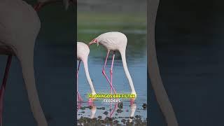 Is This Flamingo Feeding Its Baby Blood?