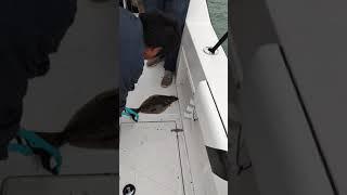 a jig for catching halibut all day long