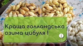 Переваги вирощування озимої цибулі. Обираємо кращі сорти