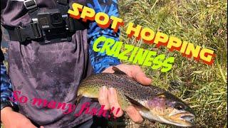 CO Waterton Canyon Trout Fishing!!(Spot hopping craziness) So Many Fish!!!