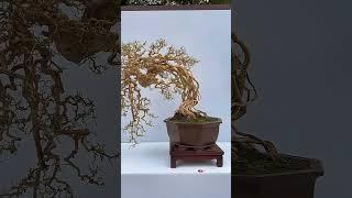 临水, 黄金, 提根, 悬崖，极品黄金盆景 #youtubeshorts #art #bonsaitree