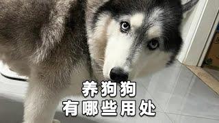 狗子：就知道你不能没有我