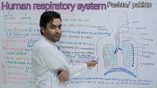 Human Respiratory System || Biology Class 12 || Dr Mushtaq Pashto Lectures