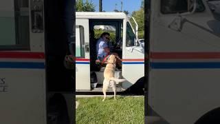 This Labrador Waits for the Mail Every Day… What Happens Next Is Too Cute 