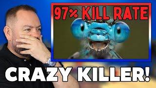 This Is Technically The Deadliest Predator On Earth REACTION | OFFICE BLOKES REACT!!