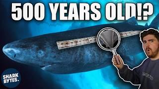 Shark Scientist Reveals the SECRET to Aging Sharks!