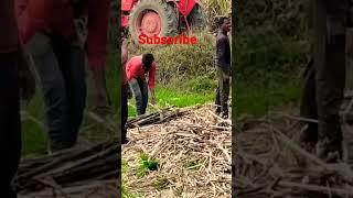 गन्ने से भरी ट्रॉली पलट गई || Eicher 485 tractor ||@anurag kourav